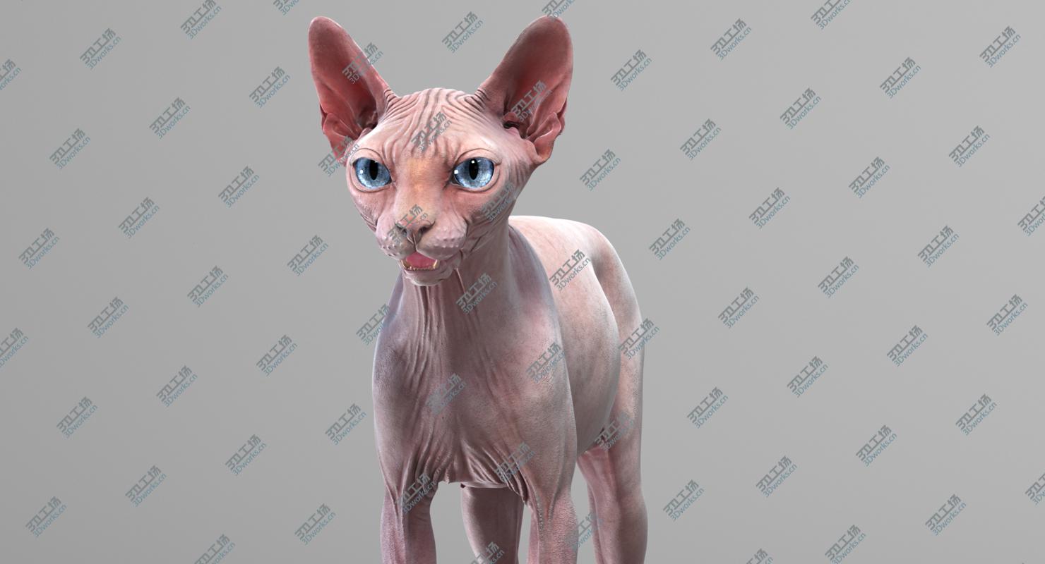 images/goods_img/2021040165/Sphynx Cat (2) 3D model/5.jpg